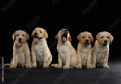 Cute labrador retriever puppies on dark background