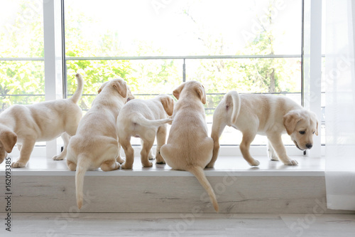 Cute labrador retriever puppies on window sill at home