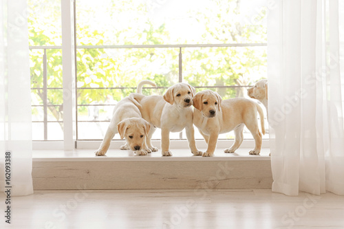 Cute labrador retriever puppies on window sill at home