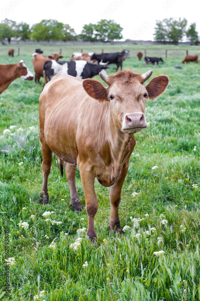 Herd of cattle grazing on green lawn Herd of cattle grazing on green lawn