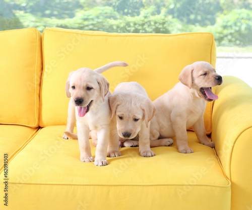 Photo Cute labrador retriever puppies on sofa at home