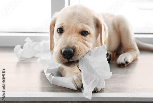 Cute labrador retriever puppy tearing paper while lying on window sill at home
