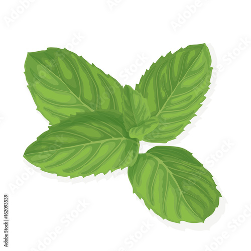 Mint leaf illustration