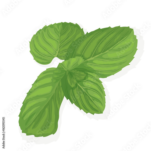 Mint leaf illustration