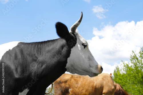 Cute cow and blue sky on background © Africa Studio