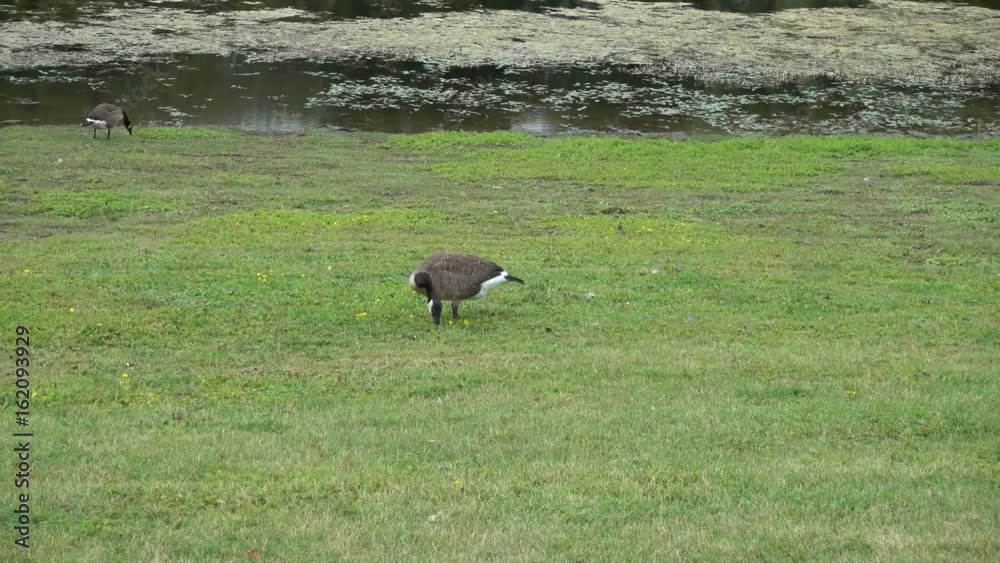 Canadian Goose Forresting Canadian Goose Forresting