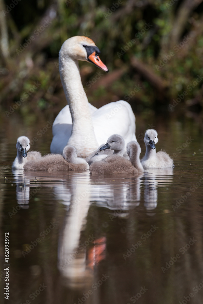 Obraz premium Mute Swan, Swans - nestling, nestlings