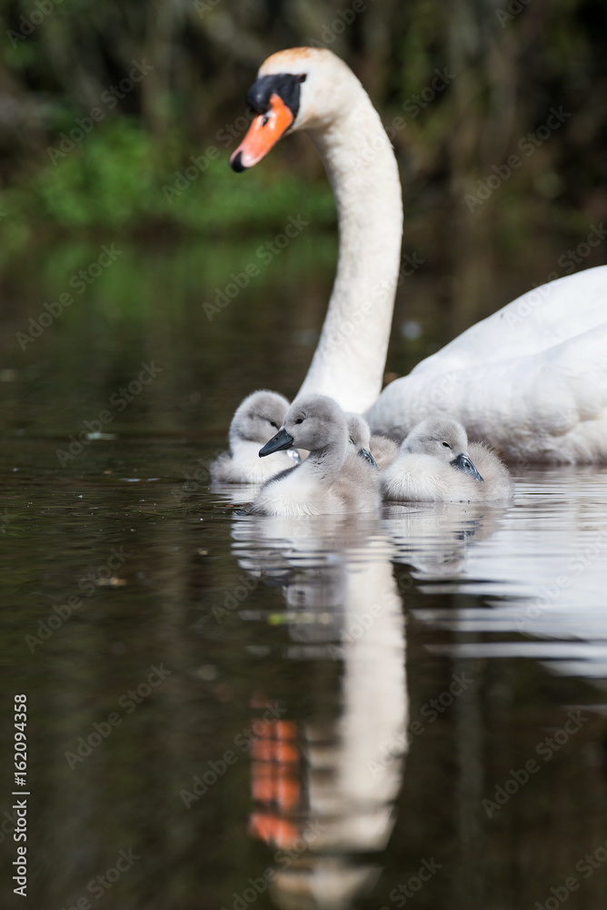 Fototapeta premium Mute Swan, Swans - nestling, nestlings