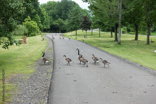 Geese Crossing