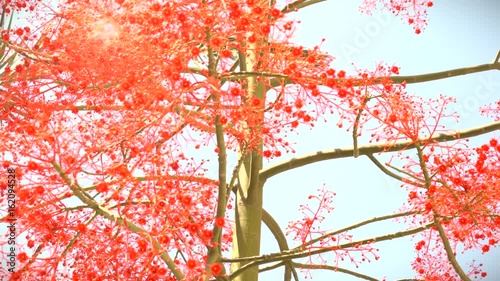 Brachychiton Acerifolius and Sun Rays Light photo