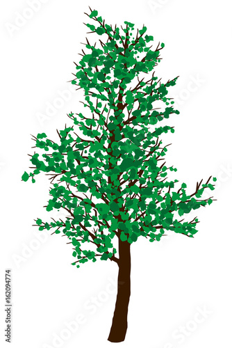 Green vector tree isolated on white background