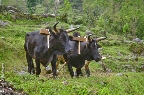 Two Bulls with yoke plowing the field.