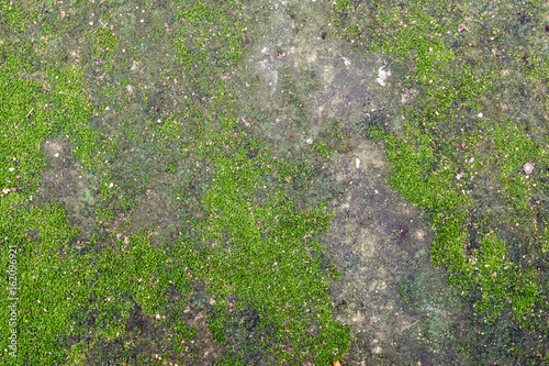 Ground with the moss.