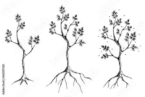 Vector set of hand drawn illustrations, decorative ornamental stylized tree. Graphic illustrations, black and white sketch. Decorative artistic ornamental hand drawing silhouette.