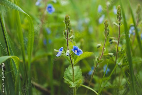 Blooming Veronica Officinalis flower. Shallow depth of field.