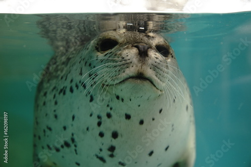 城崎マリンワールド　ゴマフアザラシ