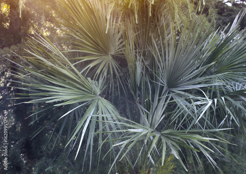 Palm leaves in sunrays.