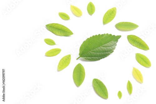 fresh green leaves on white
