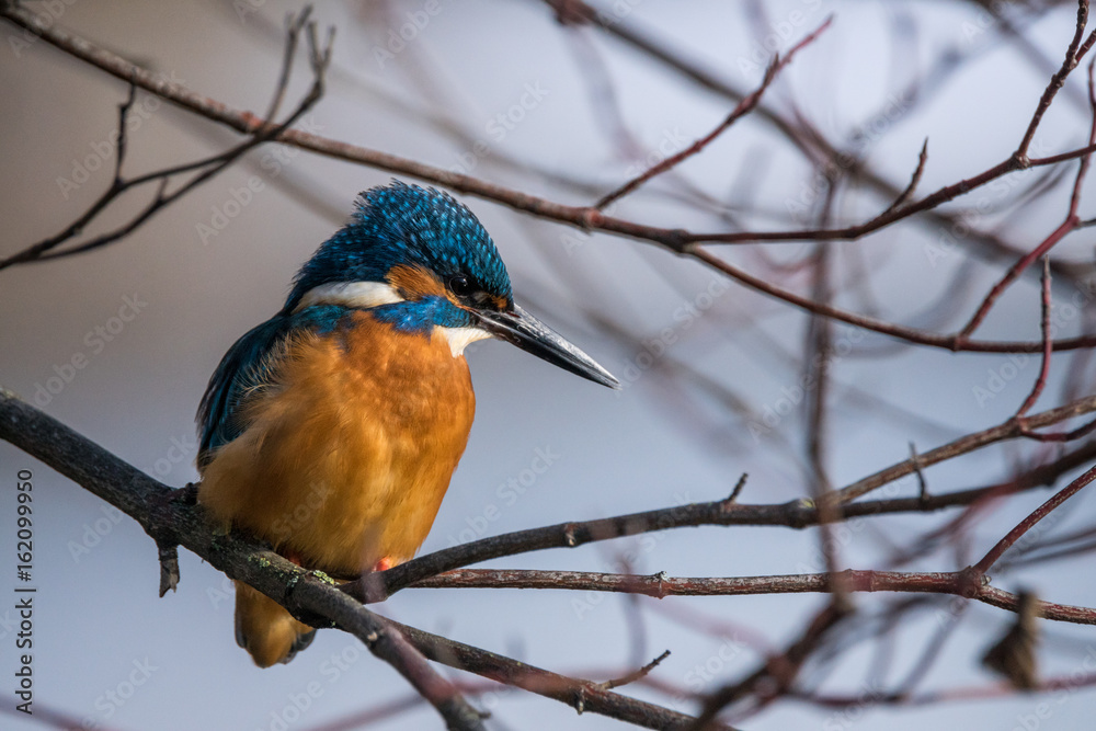 Eisvogel Remstal Neckar Eisvogel Remstal Neckar