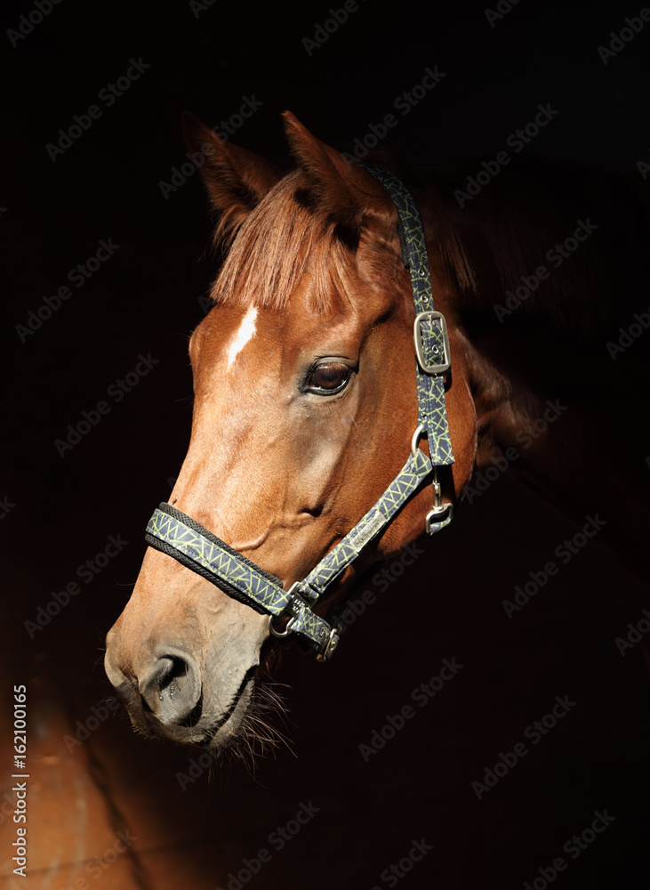 Fototapeta premium Thoroughbred race horse portrait on dark stable