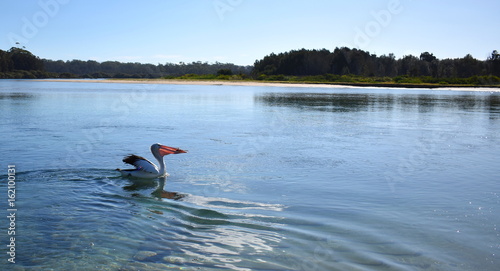 Pelicans photo