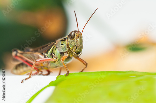 grasshopper, red legged grasshopper