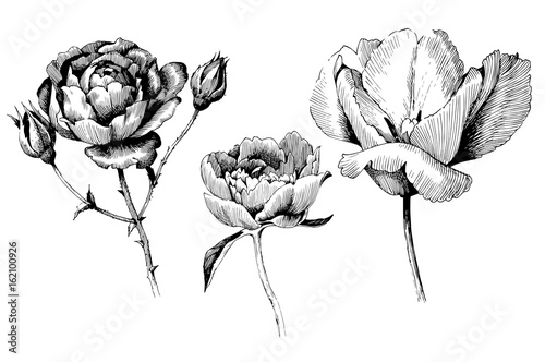 Hand drawn botanical art isolated on white background. Floral illustration. Flowers drawing vector illustration and line art.