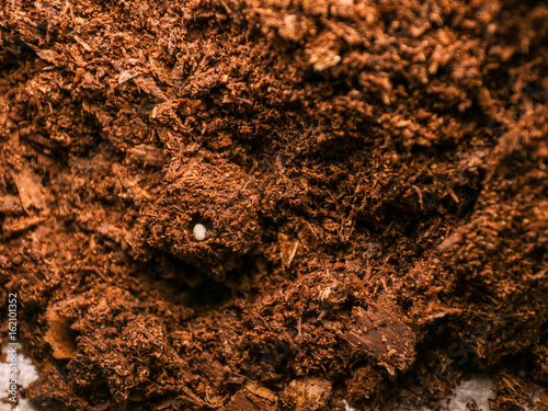 beetle Eggs are in a safe place, Study of life cycle of beetle