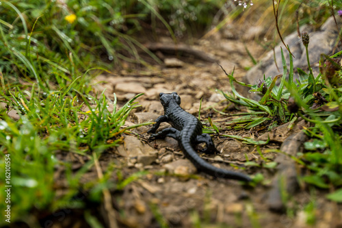 Alpensalamander