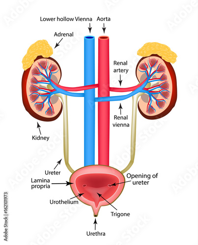 The structure of the kidneys, the adrenal gland and the bladder. Infographics. Vector illustration on isolated background