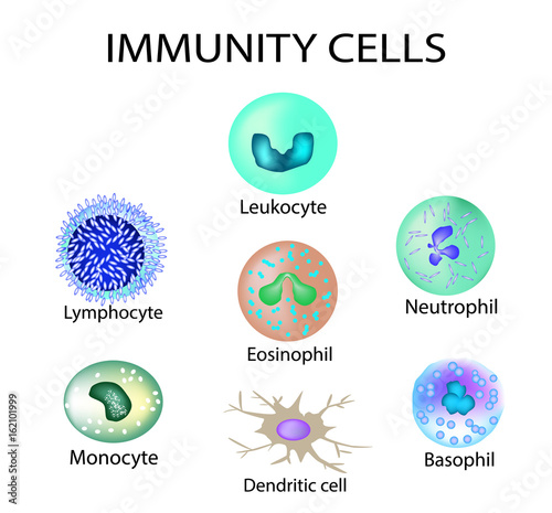 Cells of immunity. Set. Leukocyte, lymphocyte, eosinophil, neutrophil, monocyte, basophil, dendritic cell. Vector illustration on isolated background.