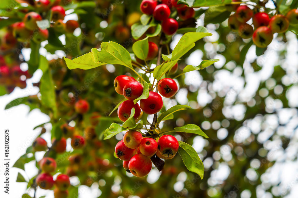 Wildapfel, Zierapfel mit roten Äpfeln