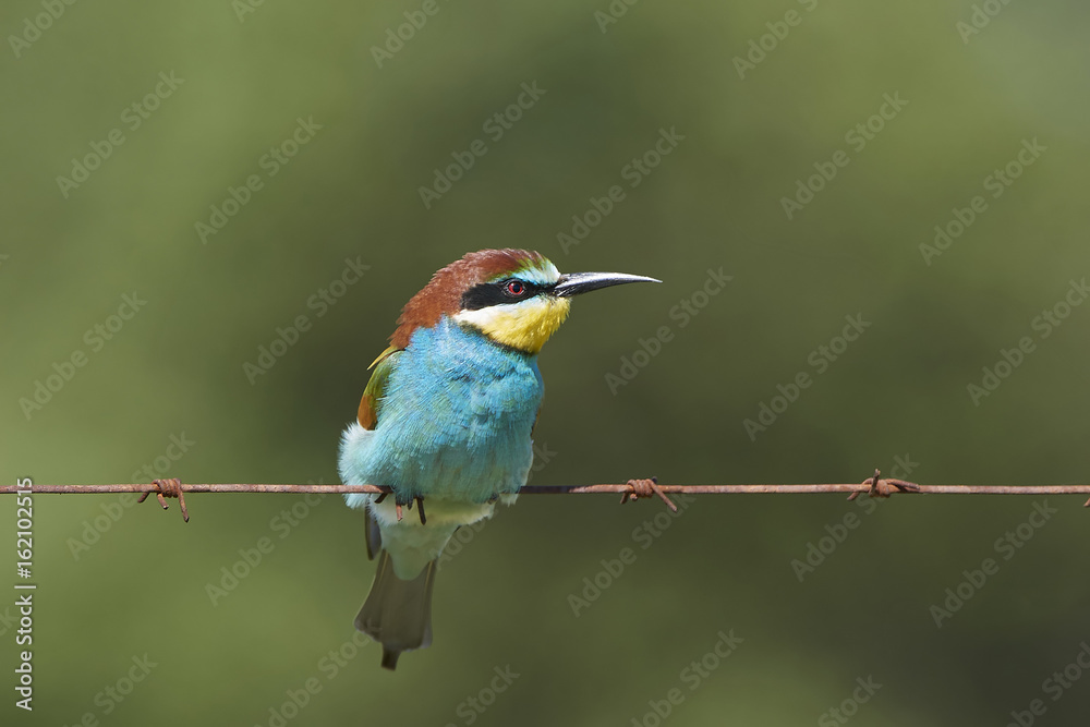 European bee-eater (Merops apiaster)