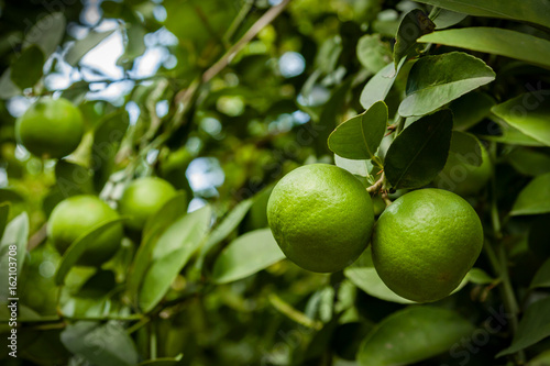 fresh green lime hanging on tree in farm with selective focus technique