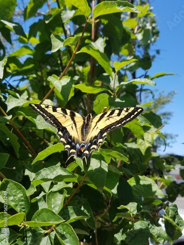 Swallowtail butterfly on mockorange photo