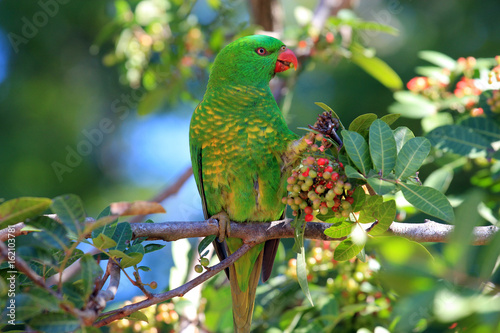 Australian parrot. Scaly-breasted Lorikeet (Trichoglossus chlorolepidotus).