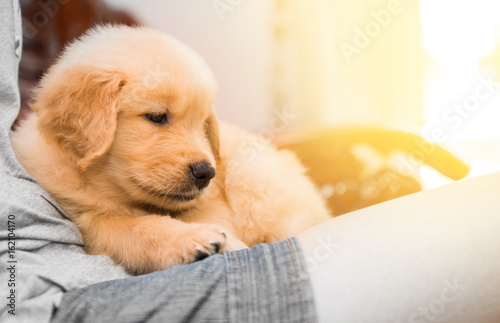 One month old golden retriever puppy with its owner