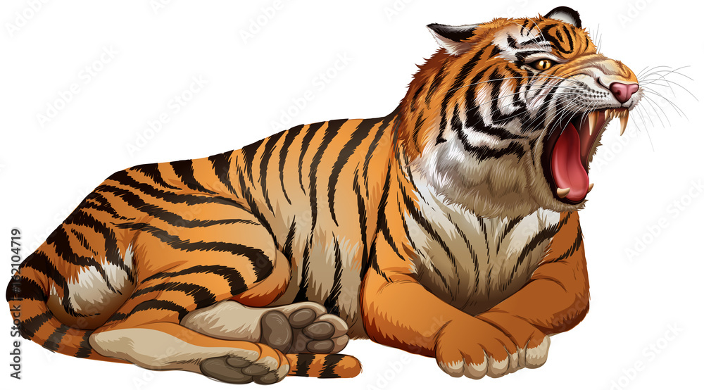 Obraz premium Wild tiger roaring on white background