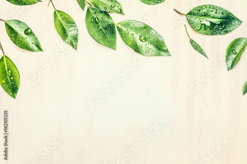 Green leaves border, top view