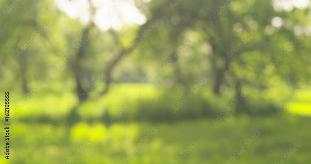 real lens blur of apple garden in sunny day loopable real lens blur of apple garden in sunny day loopable