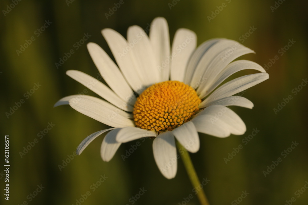 Fototapeta premium oxeye daisy