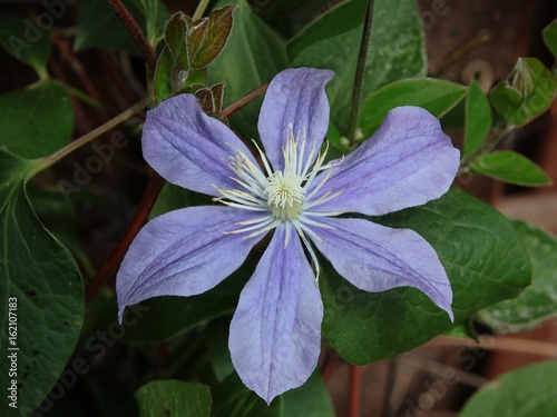 lila flower of clematis plant  photo