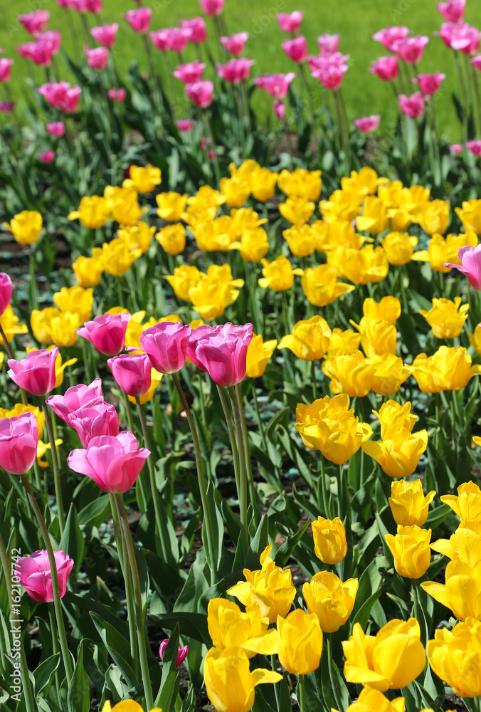 Beautiful bright colorful tulips Beautiful bright colorful tulips