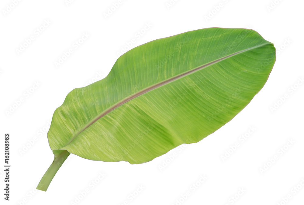 Fototapeta premium banana leaf isolated on white background, File contains a clipping path.