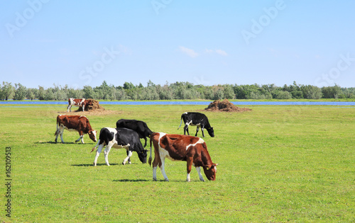 Cows graze in the meadow. © Vadim