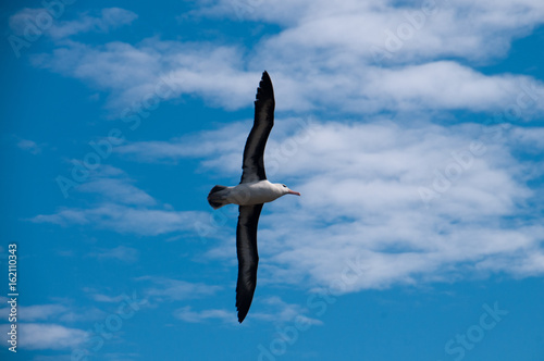 Black-Browed Albatross on Westpoint Island © Goldilock Project