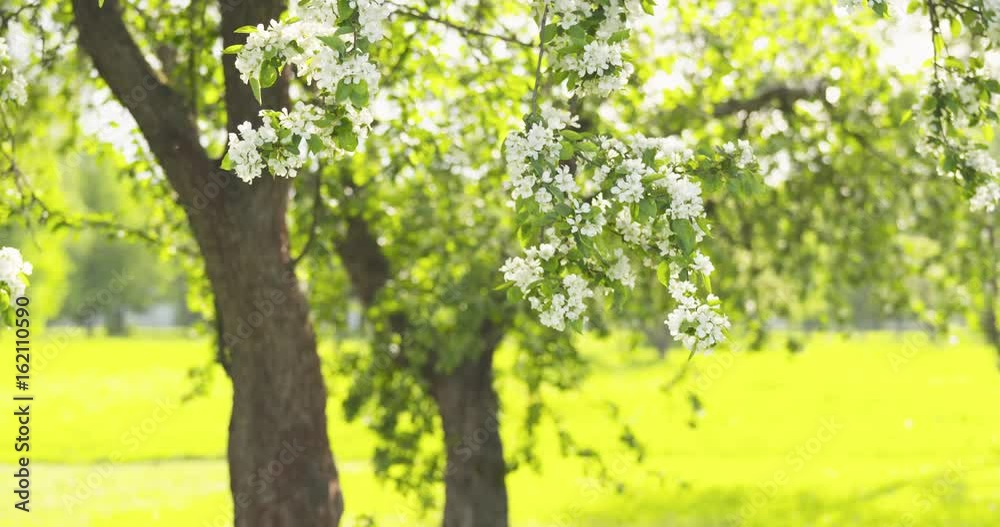 slow motion of white apple tree blossom in a garden slow motion of white apple tree blossom in a garden