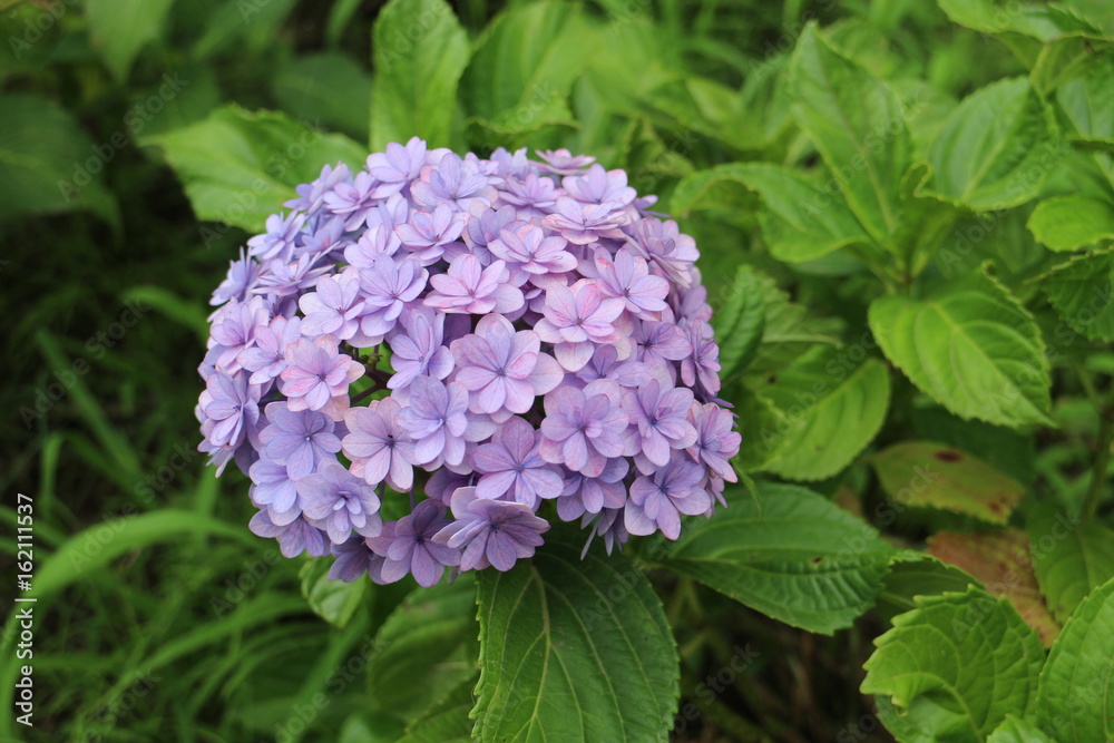 紫陽花 紫陽花