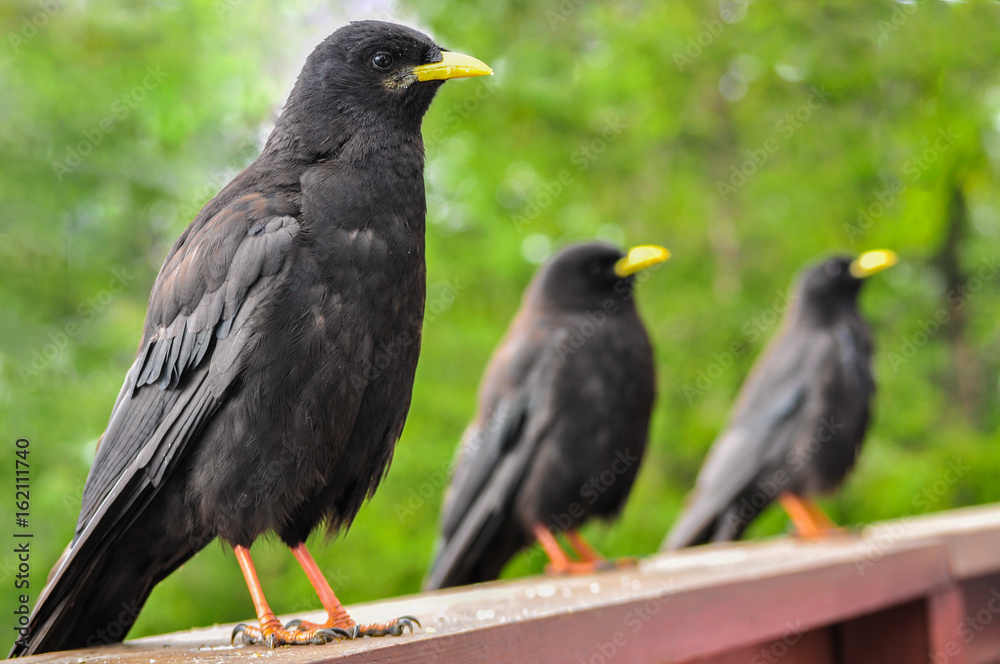 Fototapeta premium Black birds waiting aligned for food