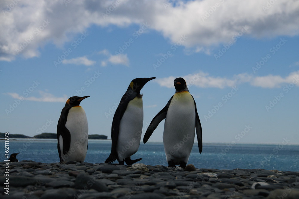 Obraz premium King Penguins on Salisbury plains